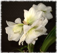 Bathtime Flowers