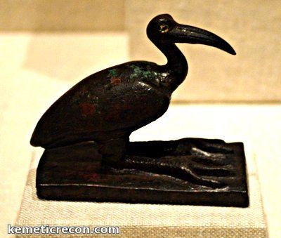 Ibis001